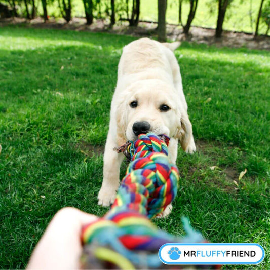 Wie viel Bewegung braucht ein Welpe?