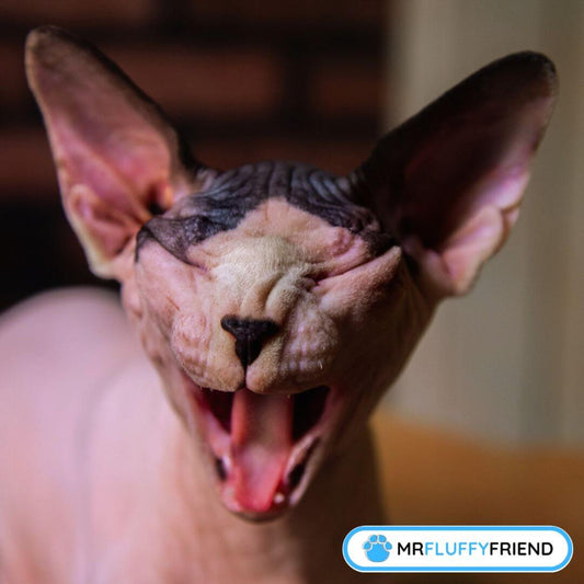 Was bringt eine Katze zum Niesen?