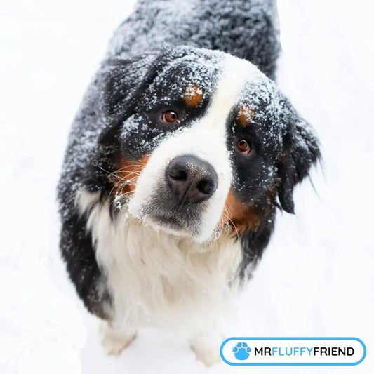 Winterpflege für Hunde