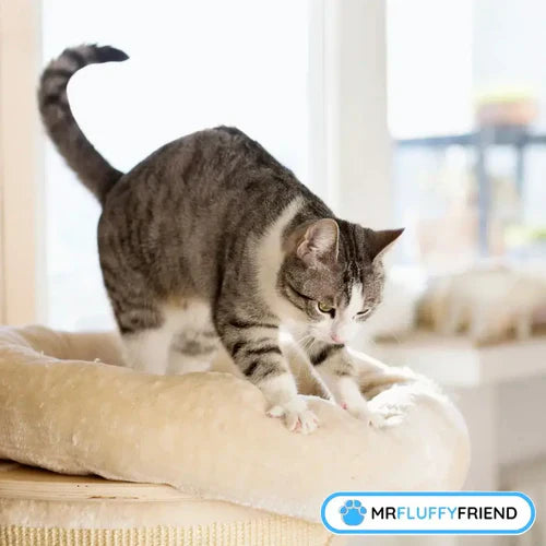 Warum treten und schnurren Katzen?