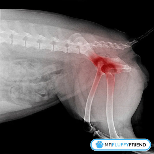 Röntgenbild der Hüfte eines Hundes, das Gelenkentzündungen hervorhebt, in Bezug darauf, wie man einem Hund mit Arthritis zu Hause helfen kann.