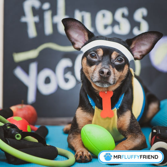 Trennungsangst-ubungen