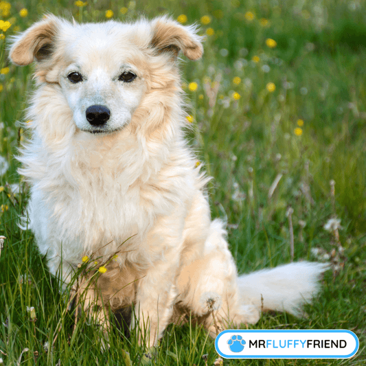 alten-Hund-trainieren