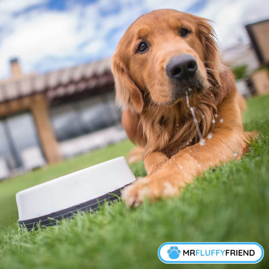 Anzeichen von Dehydration bei Hunden