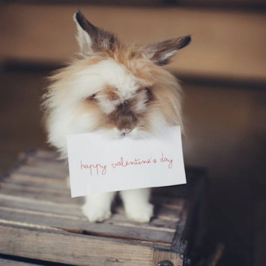 10 Ideen für einen Valentinstag mit Haustieren