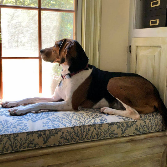 Hunderassen mit wenig Trennungsangst