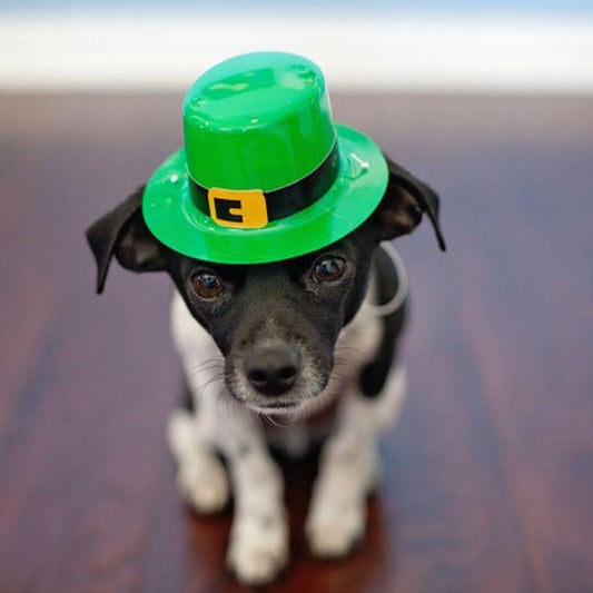 St. Patrick's Day mit deinem Haustier: So geht's!
