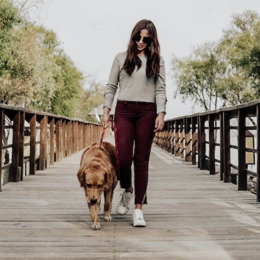 Was bringt es, mit dem Hund spazieren zu gehen?