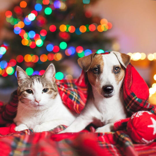 Weihnachtsgeschenkideen