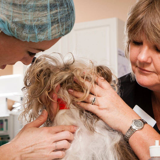 Soll ich meinen alten Hund operieren lassen