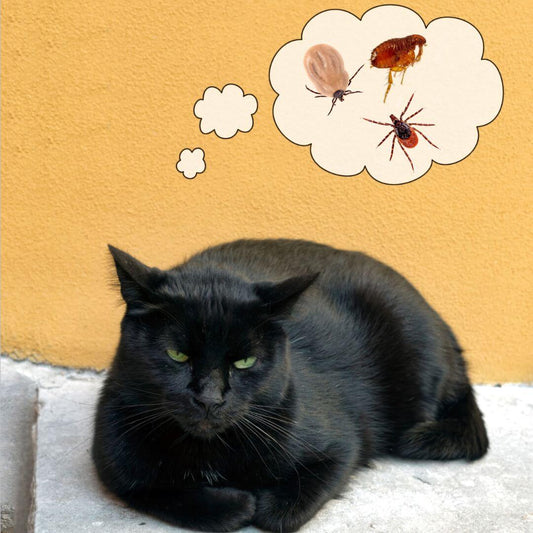 Flöhe bei Wohnungskatzen