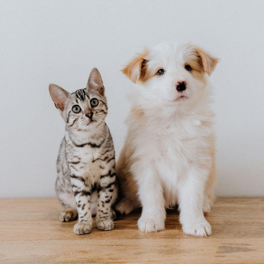 Haustiersitting-vs-Haustierpension