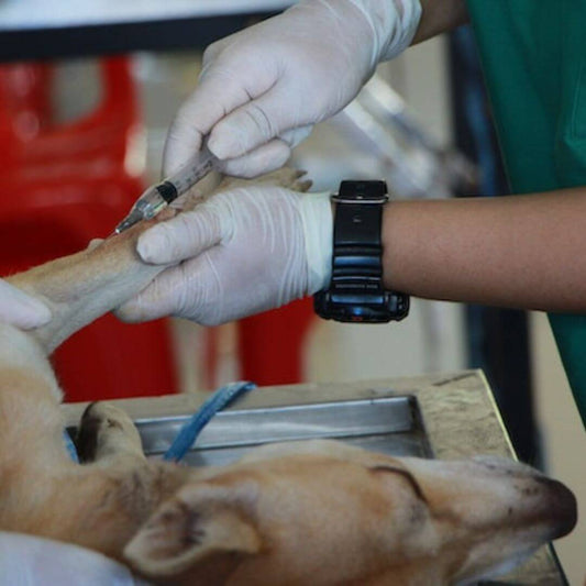 Erste Hilfe für Haustiere