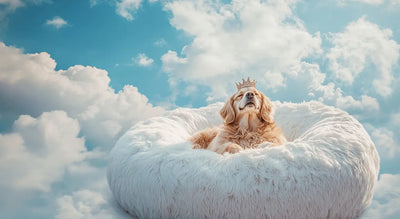 Hero Background Image